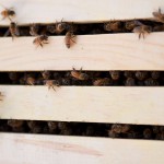 Пчелиная пасека своими руками