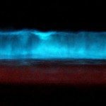 Как вырастить биолюминесцентные водоросли своими руками