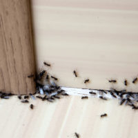 Почему в квартире появляются муравьи и как с ними бороться?